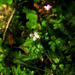 Geranium robertiana