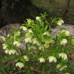 Helleborus caucasicus