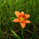 Hemerocallis fulva