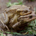 Bufo verrucosissimus