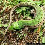 Lacerta agilis