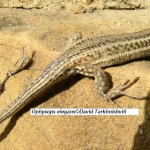 Ophisops elegans