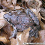 Rana macrocnemis