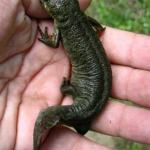 Triturus karelinii