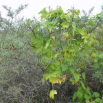 Humulus lupulus 