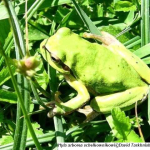 Hyla arborea