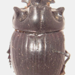 Copris lunaris