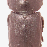 Dorcus parallelipipedus