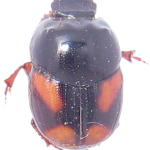 Caccobius schreberi