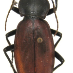 Carabus mellyi