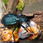 Carabus scabrosus caucasicus hunting on snail