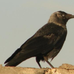 Corvus monedula