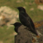 Sturnus vulgaris