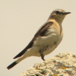 Oenanthe isabellina