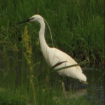 Egretta garzetta