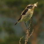 Saxicola rubetra