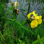 Iris pseudocarus