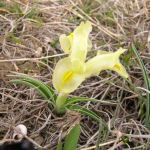 Iris caucasica 