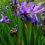 Iris sibirica 