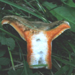 Lactarius semisanguiflluus