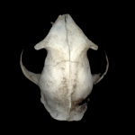 Lepus europaeus cranium