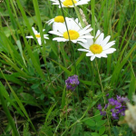 Leucanthemum vulgare 