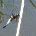 Libellula depressa