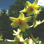 Lilium szowitsianum