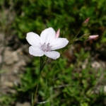 Linum usitatissimum