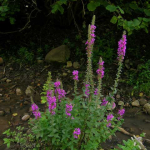 Lythrum salicaria