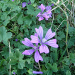 Malva neglecta 