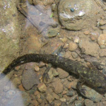 Mertensiella caucasica - larva 