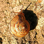 Euomphalia ravergieri