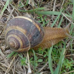 Helix lucorum