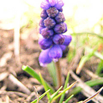 Muscari szovitsianum