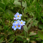 Myosotis alpestris