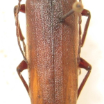 Arhopalus rusticus