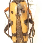 Rutpela maculata