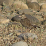 Galerida cristata