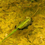 Egg clump of the mud-diver with recently hatched larvae.