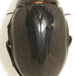 Hydrophilus piceus