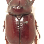 Oryctes nasicornis, Male