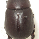 Pentodon idiota