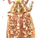 Polyphylla olivieri