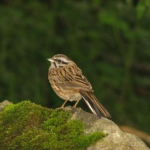 Emberiza cia