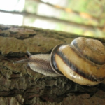 Caucasotachea calligera