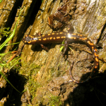 Mertensiella caucasica