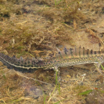 Ommatotriton ophryticus male 