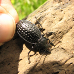 Carabus cribratus male