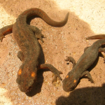 O. ophryticus female and young